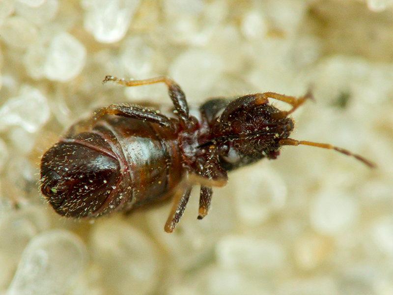 Tropidophlebia costalis (Herrich-Schäffer, 1850)